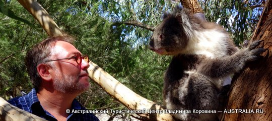 Гид в Австралии - Владимир Коровин с коалой